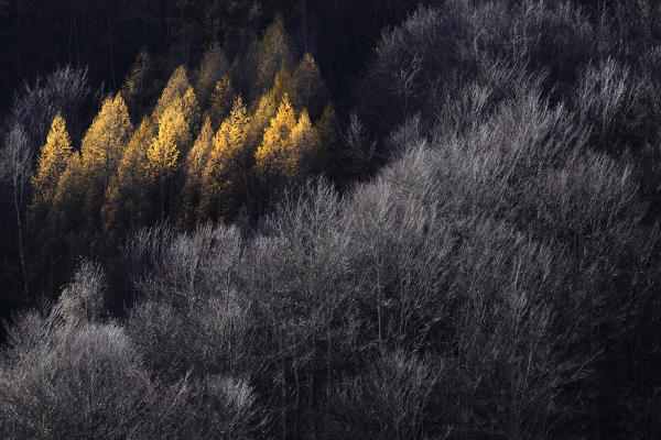 Germanasca valley, Piedmont,Turin, Italy. Autumn larches flaming