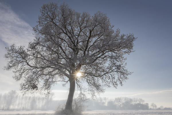 Plain Piedmont,Turin district, Piedmont, Italy.Winter tree in the Piedmont plain