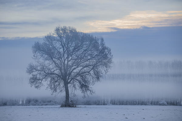 Plain Piedmont,Turin district, Piedmont, Italy.Winter tree in the Piedmont plain