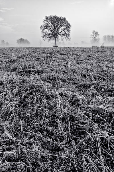 Piedmont Plain,Turin district, Piedmont, Italy.Winter air frost in the Piedmont plain
