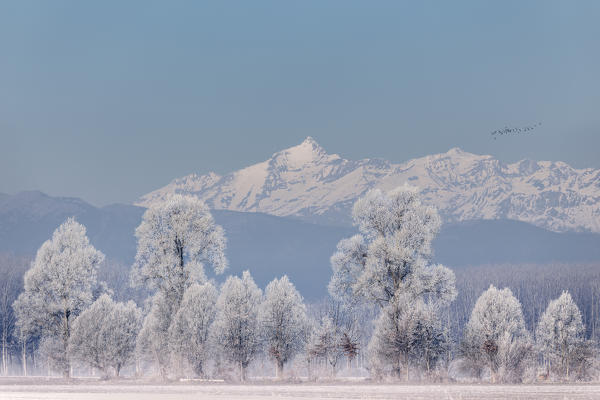 Piedmont Plain,Turin district, Piedmont, Italy.Winter air frost in the Piedmont plain
