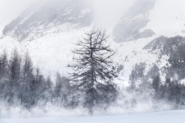 Orsiera Rocciavre Park, Chisone Valley, Turin district, Piedmont, Italy.Winter larch