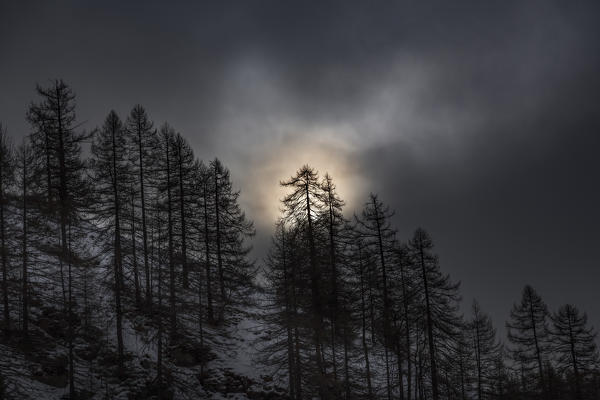 Orsiera Rocciavre Park, Chisone Valley, Turin district, Piedmont, Italy. Winter larches
