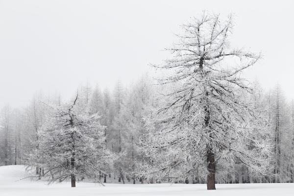 
Orsiera Rocciavre Park, Chisone Valley,Turin, Piedmont, Italy. Winter Orsiera Rocciavre Park 