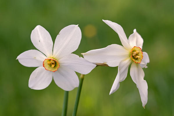 Narcissus, Bersezio, Piedmont, Italy