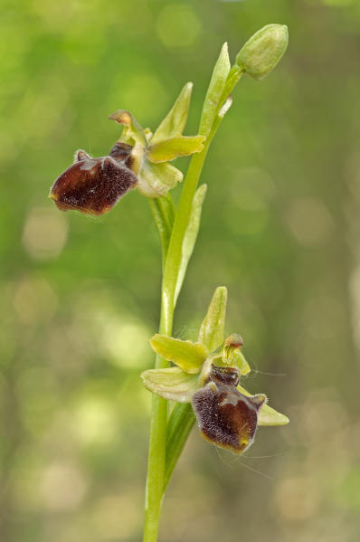 Ophrys sphegodes, Salata, Piedmont, Italy