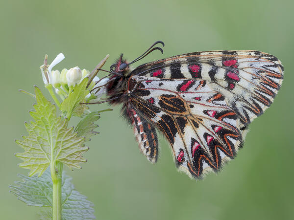 Zerynthia polyxena, Butterfly, Casareggio, Liguria, Italy