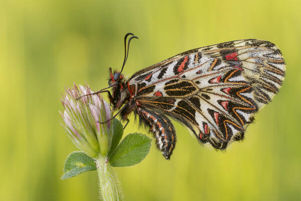 Zerynthia polyxena, Butterfly, Casareggio, Liguria, Italy