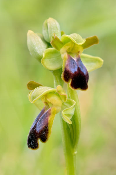 Ophrys fusca, Piedmont, Italy