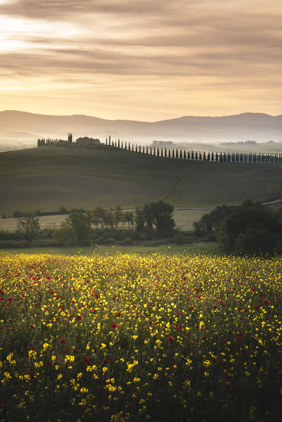 Early morning between Val d'Orcia Hills. Pienza, Val d'Orcia, Siena Province, Tuscany, Italy.