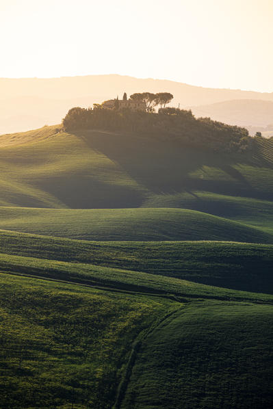 Countryside with hills and trees between Pienza and San Quirico d'Orcia; Val d'Orcia, Siena Province, Tuscany, Italy