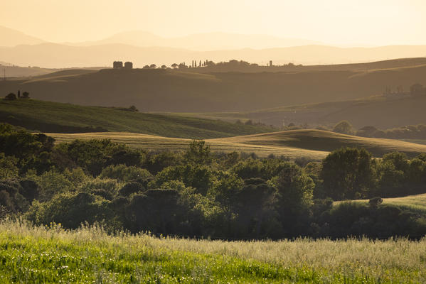 Countryside with hills and trees between Pienza and San Quirico d'Orcia; Val d'Orcia, Siena Province, Tuscany, Italy