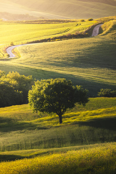 Countryside with hills and trees between Pienza and San Quirico d'Orcia; Val d'Orcia, Siena Province, Tuscany, Italy