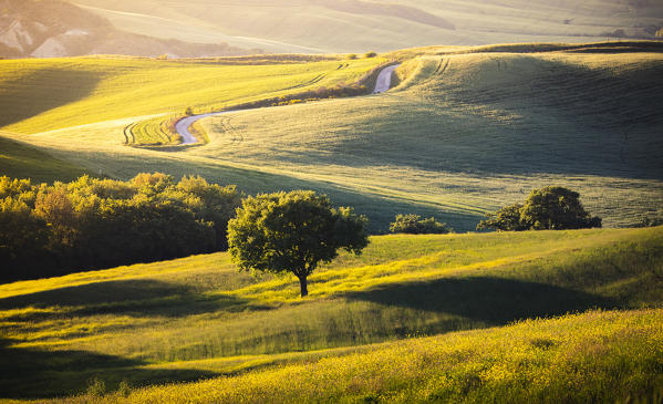 Countryside with hills and trees between Pienza and San Quirico d'Orcia; Val d'Orcia, Siena Province, Tuscany, Italy