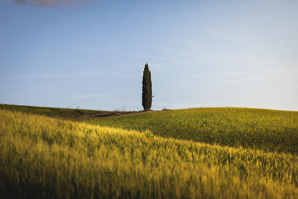 Countryside with hills and trees between Pienza and San Quirico d'Orcia; Val d'Orcia, Siena Province, Tuscany, Italy