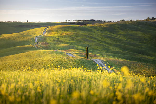 Countryside with hills and trees between Pienza and San Quirico d'Orcia; Val d'Orcia, Siena Province, Tuscany, Italy