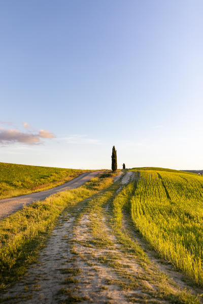 Countryside with hills and trees between Pienza and San Quirico d'Orcia; Val d'Orcia, Siena Province, Tuscany, Italy