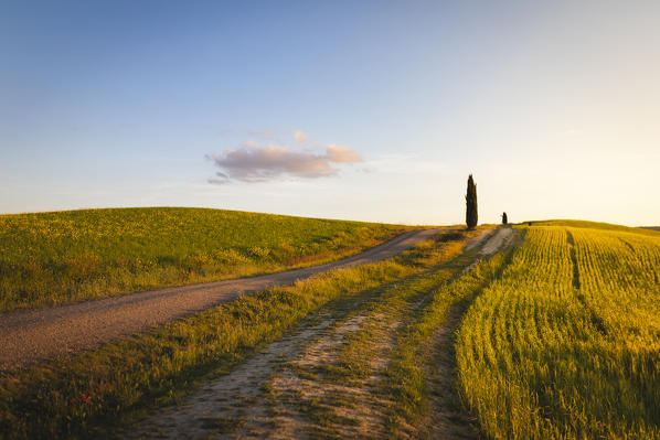 Countryside with hills and trees between Pienza and San Quirico d'Orcia; Val d'Orcia, Siena Province, Tuscany, Italy