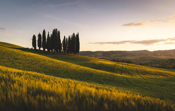 Countryside with hills and trees between Pienza and San Quirico d'Orcia; Val d'Orcia, Siena Province, Tuscany, Italy