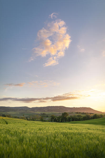 Countryside with hills and trees between Pienza and San Quirico d'Orcia; Val d'Orcia, Siena Province, Tuscany, Italy