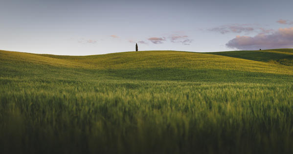 Countryside with hills and trees between Pienza and San Quirico d'Orcia; Val d'Orcia, Siena Province, Tuscany, Italy