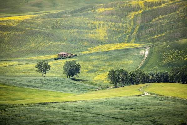 Countryside with hills and trees between Pienza and San Quirico d'Orcia; Val d'Orcia, Siena Province, Tuscany, Italy