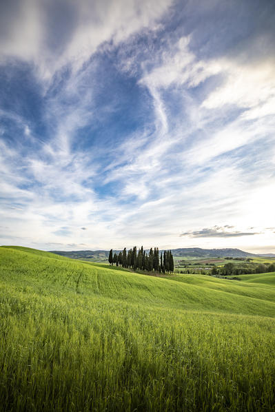 Countryside with hills and trees between Pienza and San Quirico d'Orcia; Val d'Orcia, Siena Province, Tuscany, Italy
