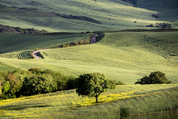 Countryside with hills and trees between Pienza and San Quirico d'Orcia; Val d'Orcia, Siena Province, Tuscany, Italy