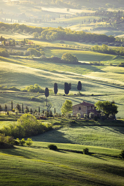 Countryside with hills and trees between Pienza and San Quirico d'Orcia; Val d'Orcia, Siena Province, Tuscany, Italy