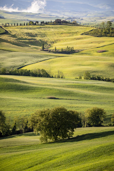 Countryside with hills and trees between Pienza and San Quirico d'Orcia; Val d'Orcia, Siena Province, Tuscany, Italy