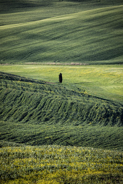 Countryside with hills and trees between Pienza and San Quirico d'Orcia; Val d'Orcia, Siena Province, Tuscany, Italy