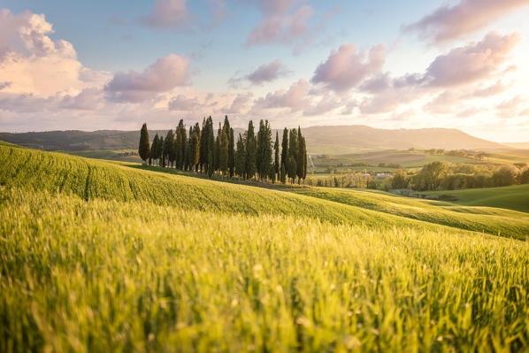 San Quirico d'Orcia cypresses during sunset. San Quirico d'Orcia, Orcia Valley, Tuscany, Italy
