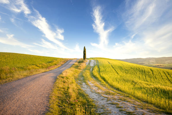 San Quirico d'Orcia cypresses during sunset. San Quirico d'Orcia, Orcia Valley, Tuscany, Italy