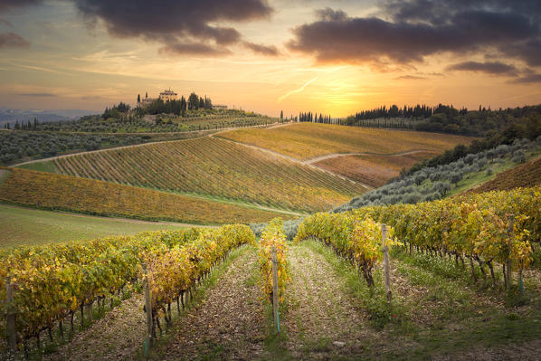 Vineyards near Gaiole in Chianti during sunset. Gaiole in Chianti, Siena Province, Tuscany, Italy