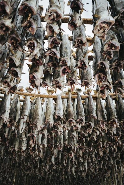 Dried cods, Lofoten Islands, Nordland, Norway.