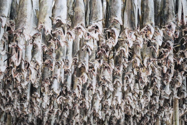 Dried cods, Lofoten Islands, Nordland, Norway.