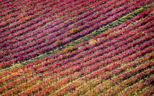 Lambrusco vineyards, Modena, Emilia Romagna, Italy