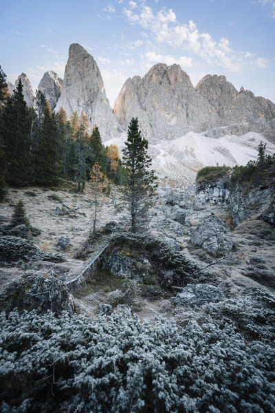  Sunrise in Odle Mountains group with trees, Funes Valley, South Tyrol, Italy