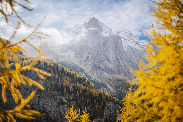 Marmolada view with yellow larches on the foreground, South Tyrol, Italy