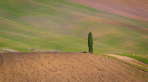 San Quirico d'Orcia, Tuscany, Italy. Cypresses and hills, during a sunny day.