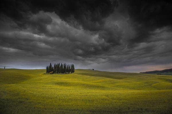 Cypresses, San Quirico d'Orcia, Tuscany, Italy. Stormy weather.