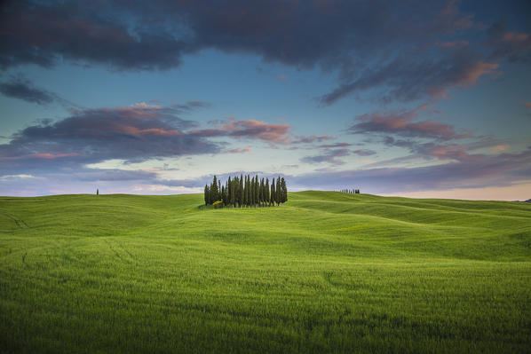San Quirico d'Orcia, Tuscany, Italy. Cypresses at sunset.