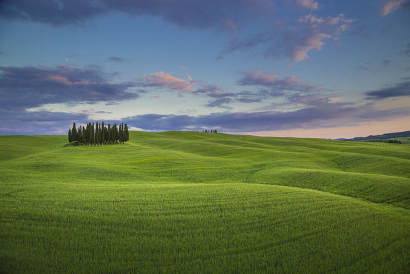 San Quirico d'Orcia, Tuscany, Italy. Cypresses at sunset.