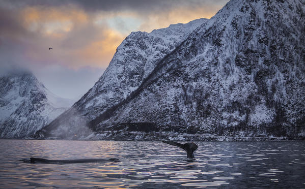 Mefjordvaer, Senja Island, Norway