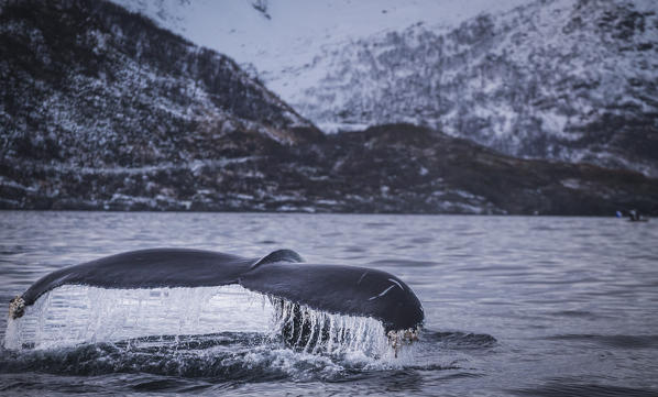 Mefjordvaer, Senja Island, Norway