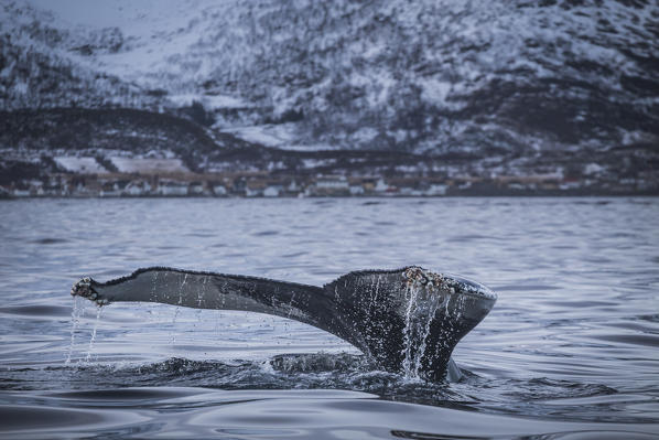 Mefjordvaer, Senja Island, Norway