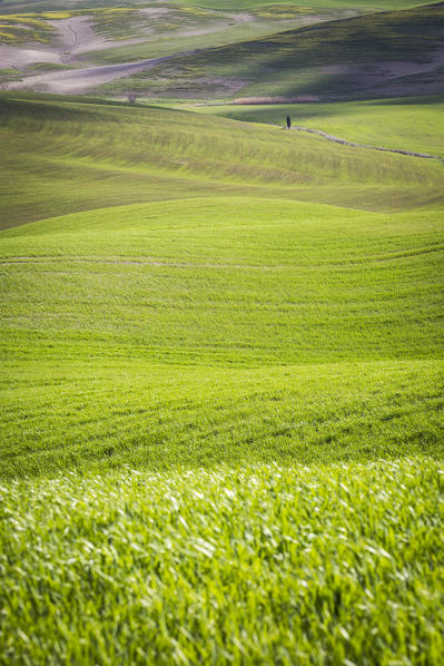 San Quirico d'Orcia countryside, Val d'Orcia, Tuscany, Italy