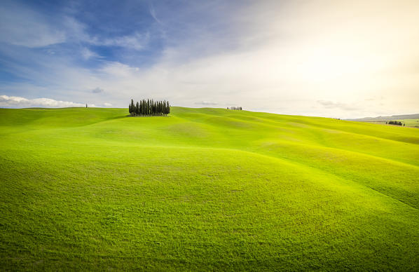 San Quirico d'Orcia cypresses, Val d'Orcia, Tuscany, Italy