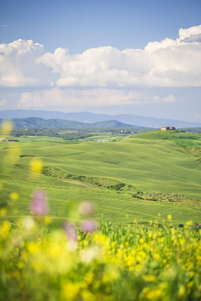 Mucigliani countryside, Crete senesi, Tuscany, Italy