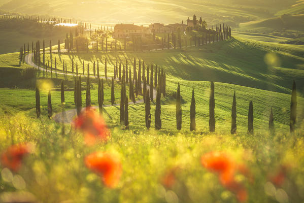 Podere Baccoleno, Asciano, Crete senesi, Tuscany, Italy